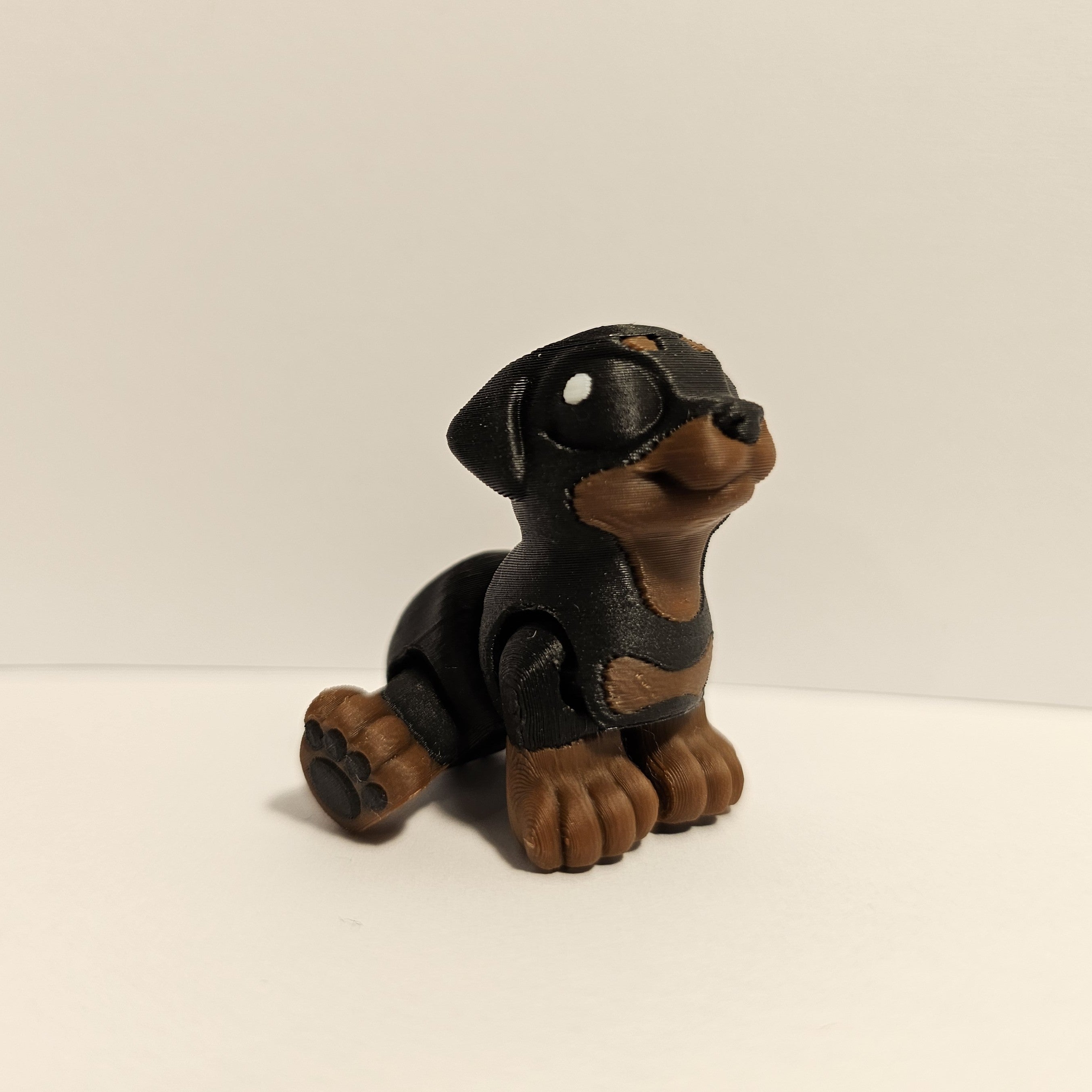 Rottweiler Hatchling